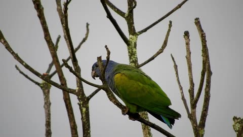 "Feathered Charmers: The Fascinating World of Parrots"