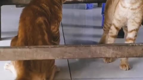 Cats fight