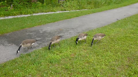 4 Goslings almost as big as parents.