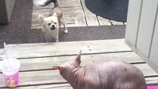 Angry dog barks at hairless cat