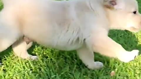 My cute labrador puppy first time in the park 😍