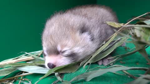 Red Panda Mei Mei Cares For Her Tiny Cub