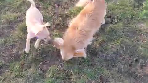 Miley and her friend Twix playing at the dog park