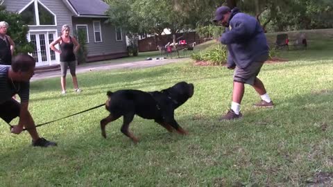 Guard Dog Training Step by Step tutorial!