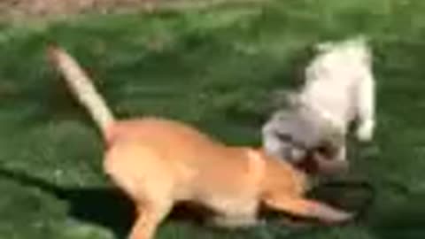 Ridgeback Puppy and Havanese Play