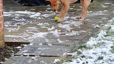 Dog Confused by Tennis Ball Frozen to the Ground