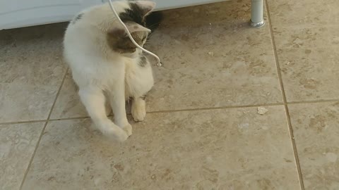 Gato brincando com um pedaço de corda