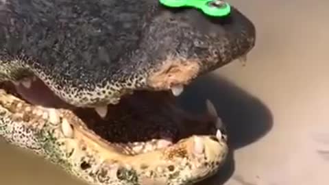 Fearless Guy Pulls A Risky Move And Sets a Fidget Spinner On A Scary-Looking Alligator!!