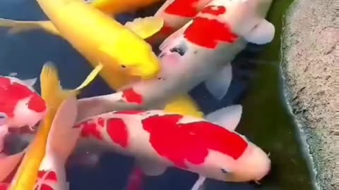 Beautiful fishes