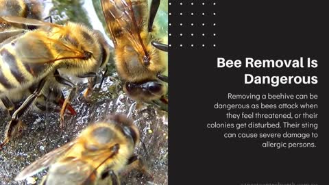 Why You Need A Professional Pest Control For Bee Removal In Perth