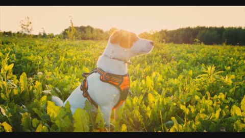 Cute and lovely dogs.