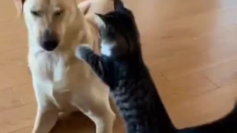 Adorable Dog And Cat Best Friends Forever!