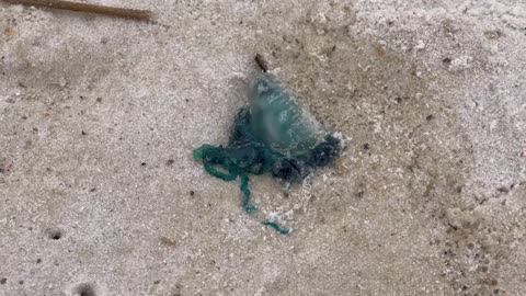 Portuguese Man O’ War (Physalia physalis) Blue Bottle Jellyfish Stock Footage Copyright Free