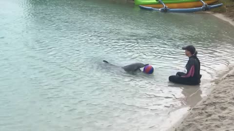 Dolphins Play Catch with Beach Ball