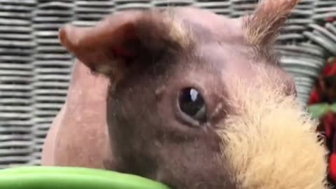 Hungry guinea pig snacks on tasty green beans