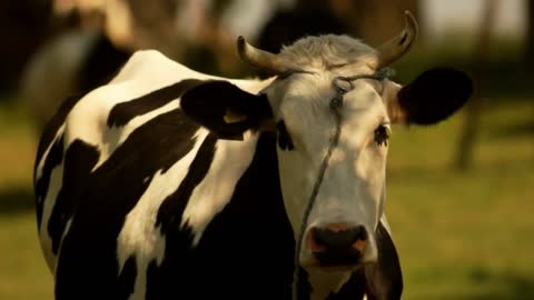 25 Years For Talking To A Cow