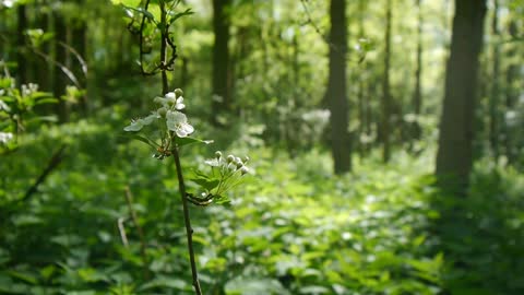 Nature Sounds Meditation Forest Sounds of Bird Singing Relaxation