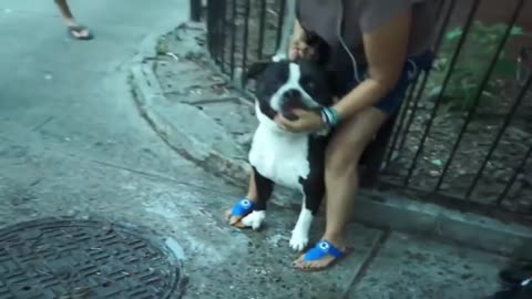 Pitbull attacks Cute Dog