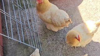 OMC! My friends gathering and hoping to be let out! #chickens #hens #orpington #shorts #pets #birds