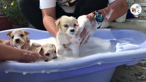 The three puppies lost their mother for many days in the woods