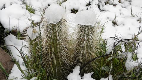 'Cooler Heads Will Prevail' - Hedgehog Cactus during Winter