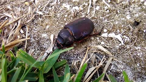 Escaravelho rinoceronte (Oryctes nasicornis).