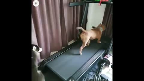 Cute dogs Running on Treadmill