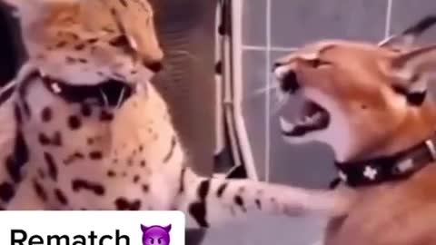 Funny cat comedy animals