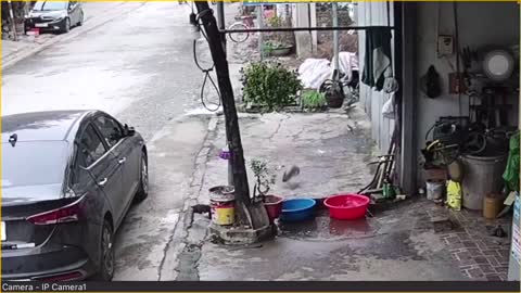 fish escape from bowl by itself