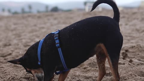 A Dog in a Pet Harness Digging