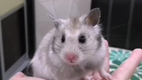 Cute hamster too tired