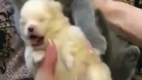 Sweet kitten puppy hug