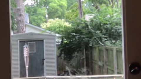 Brown dog jumping towards door window