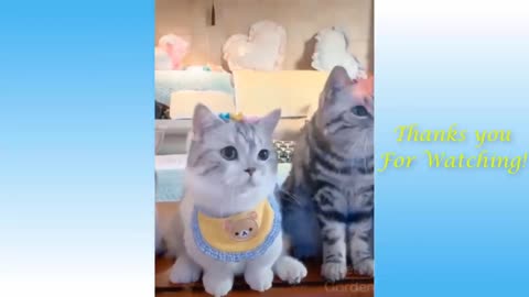 Charming Cats and Funny Dogs Videos Compilation 2021