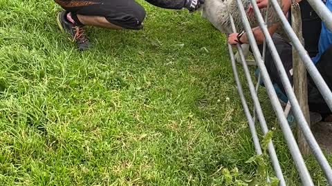 Bikers Rescue Sheep