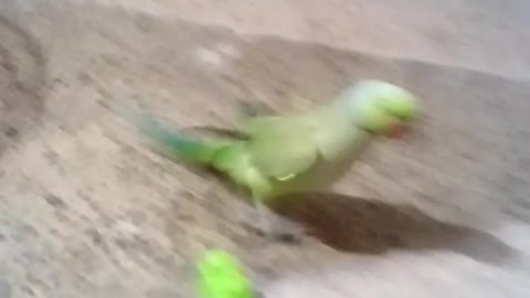 Parrot is playing with a toy in a unique way