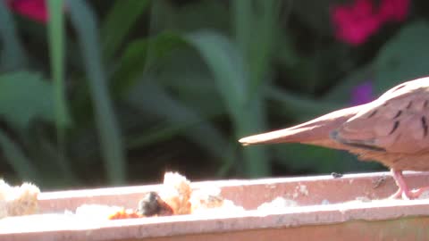 Ruddy Ground-Dove