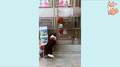 Cute Puppies going to school