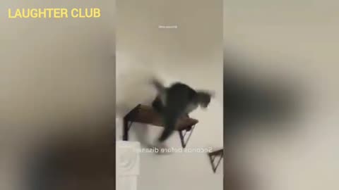 😂Funny clumsy Cat 🤣🤣🤣 https://youtube.com/@LAUGHTERCLUB-xc4we?si=XWFJZQtOjtDJc1Kf