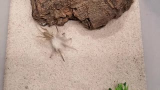 Sand Spider Has Incredible Speed