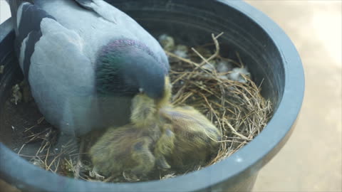 Mother Pigeon Feeding Her Babies