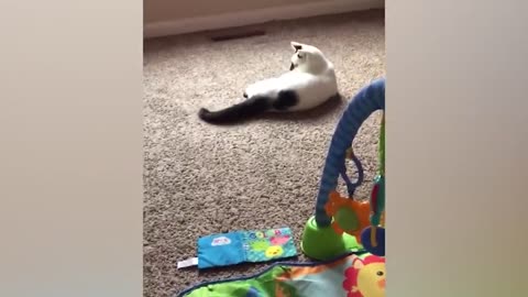 Battle Between Cats And Babies - Funny Video About Babies Being Angry At Cats | Belly Baby