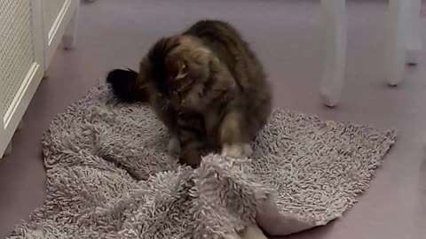 Troll the cat with a toy mouse under the carpet