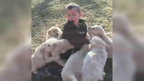 Ultimate Golden Retriever puppy attack dozen of puppies golden retriever puppies