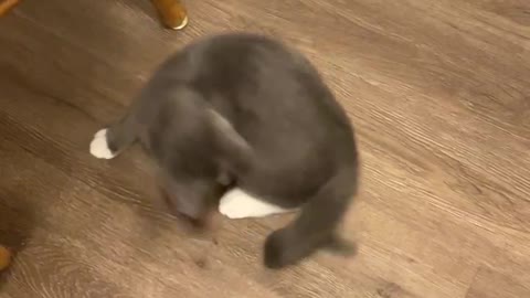 Cat chasing her tail