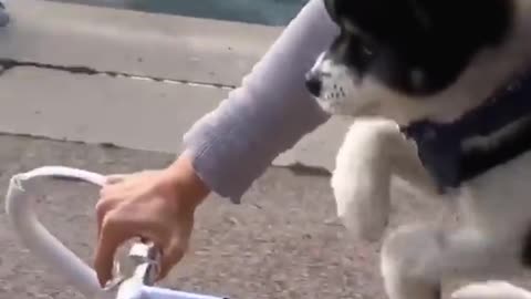 Pup Goes On A Bike Ride With Mom, Within Moments Everyone Is Left In Stitches