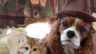 Dog and Cat Duo Dress Hogwarts Style