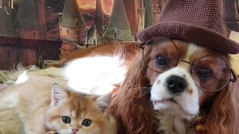 Dog and Cat Duo Dress Hogwarts Style