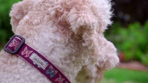 Dog collar tag. Close up of blue metal tag on collar. White poodle with identity dog tag