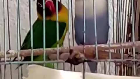 Parrot